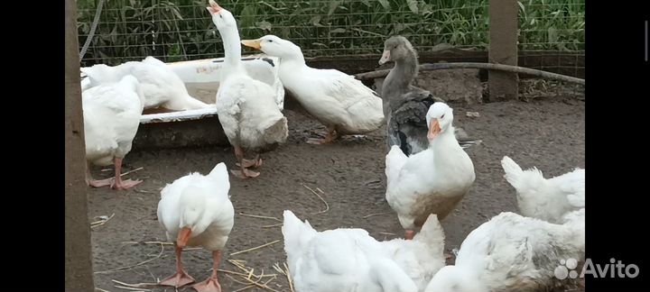 Гуси утки