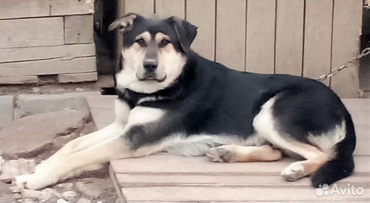 Метис хаски и лабрадора