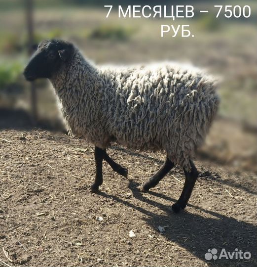 Романовские бараны