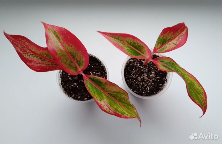 Аглаонема крит