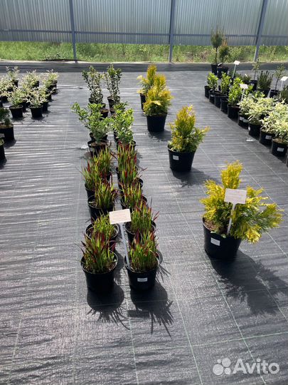 Хвойные декоративные растения