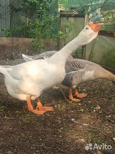 Холмогорские гуси