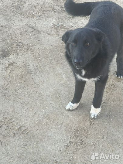 Мальчик-Чилик