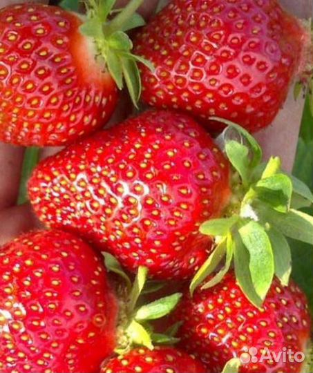 Клубника 37 сортов Генри, Ания, Бравура