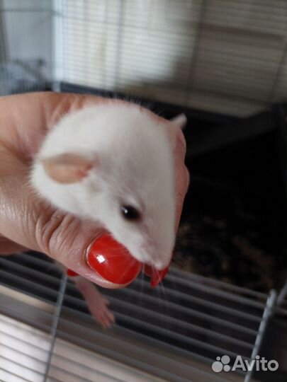 Крыса дамбо