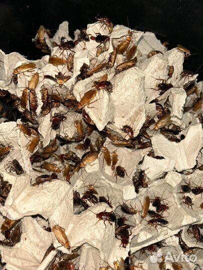 Живые насекомые