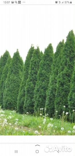 Саженцы туи смарагд