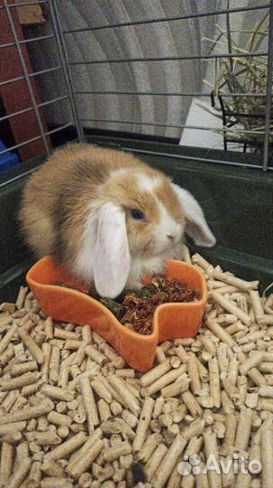 Декоративные кролики