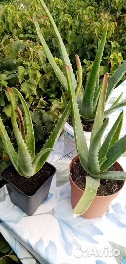 Алоэ вера растение, кактусы