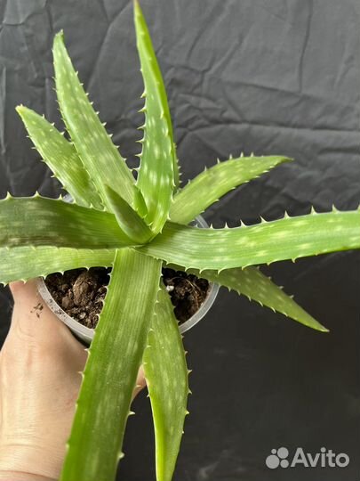 Алоэ Вера, алоэ столетник - 2 года