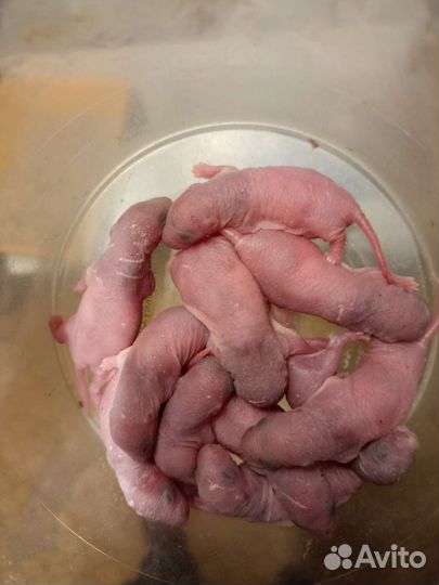 Кормовые мыши и крысы голыши-взрослые