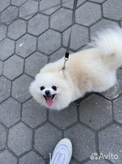 Малый немецкий шпиц