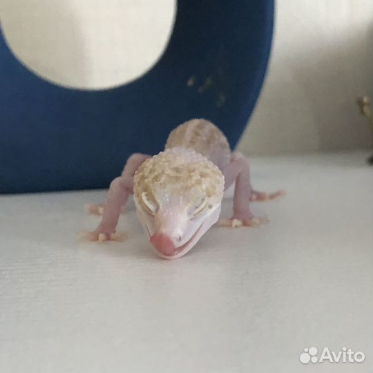 Эублефар самец