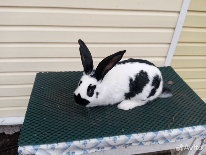 Немецкий пестрый великан Строкач