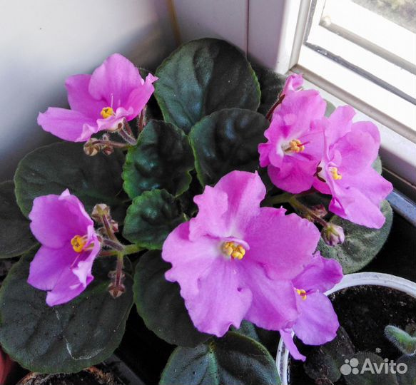 Фиалка детки