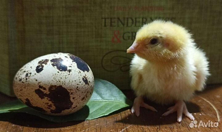 Перепелки суточные и подрощенные. Белый гигант