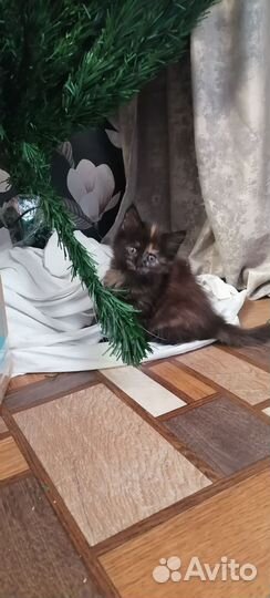 Котята мейн-кун