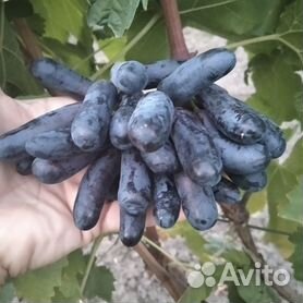 Виноград - купить в Изобильном