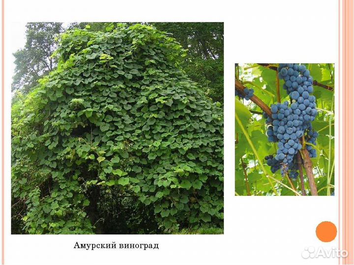Виноград Амурский