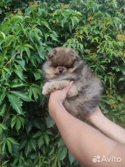 Щенки померанского шпица