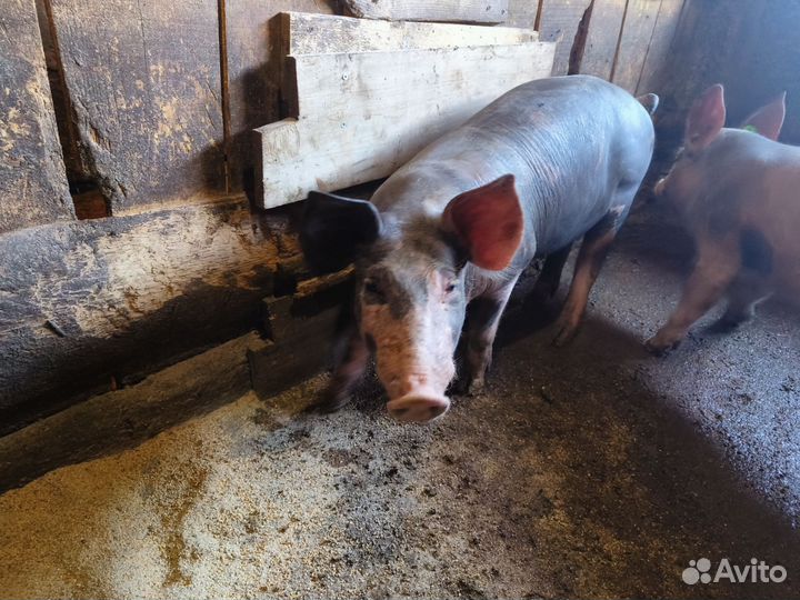 Хряк на племя пьетрен 4 месяца