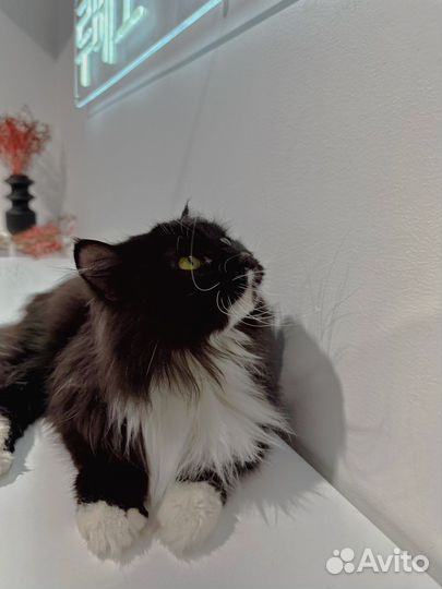 Стрижка животных