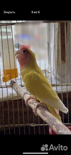 Попугай неразлучник