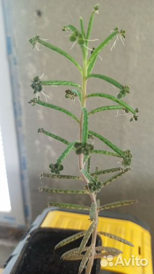 Комнатные растения