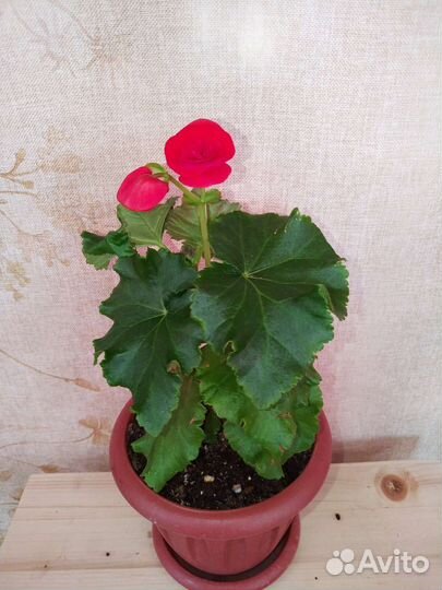 Бегония элатир