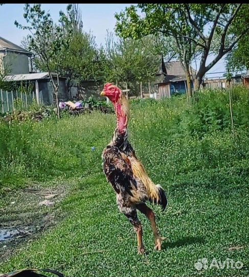 Бойцовая птица