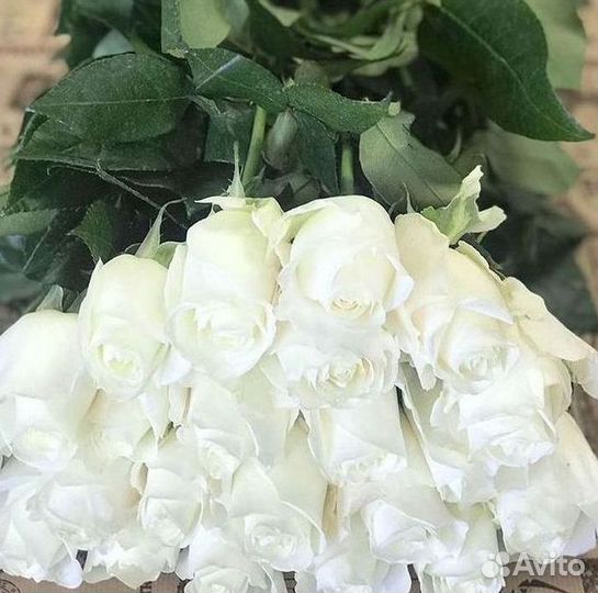 Высокие розы 150 160 170 180 190см доставка Москва