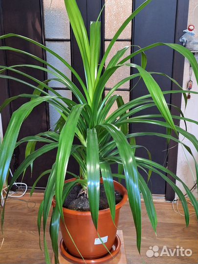 Пальма панданус