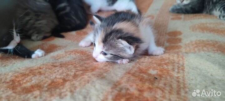 Кошка в дар бесплатно