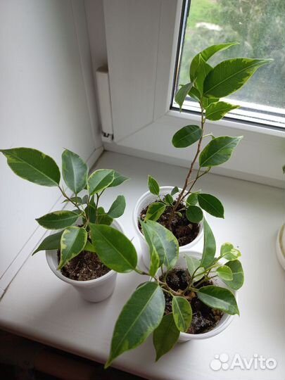 Фикус бенджамина кинки