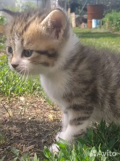 Кошечка в добрые руки