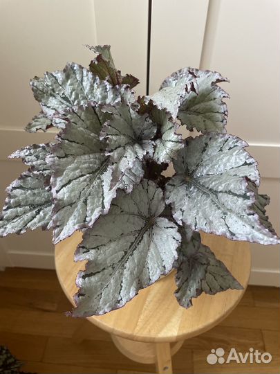 Бегонии королевские