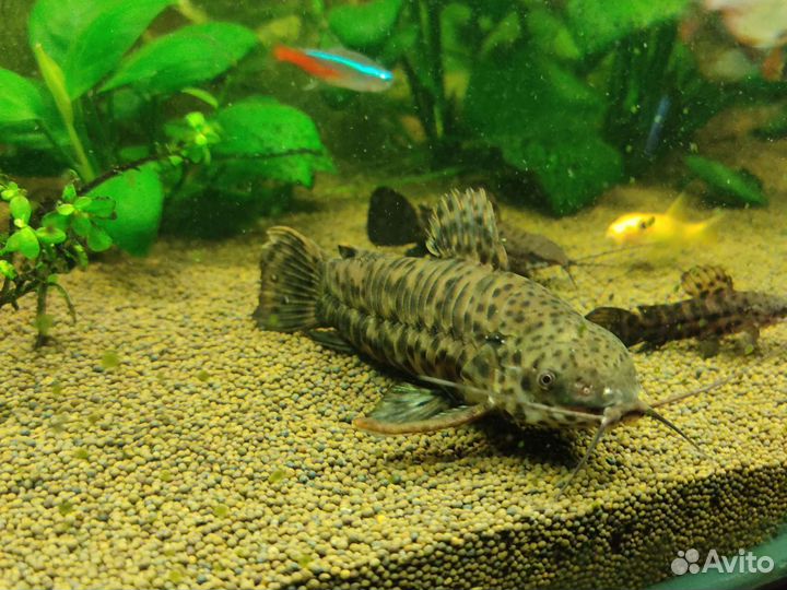 Сом таракатум