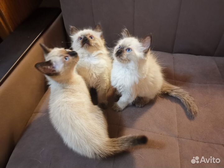 Продаются Тайские (Сиамские) котята