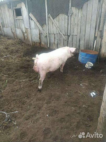 Продам хряка