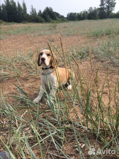 Кобель бигль для вязки
