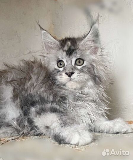 Серебряные кошечки мейн куна