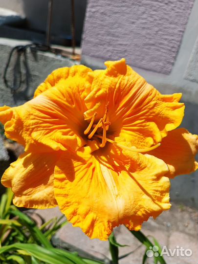 Лилейники сортовые