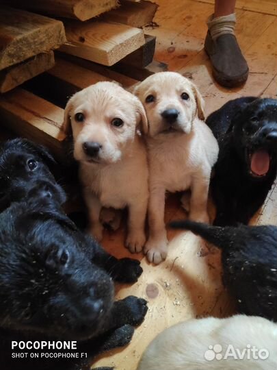 Лабрадор ретривер щенки