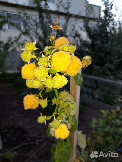 Малина разная