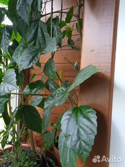 Китайская роза