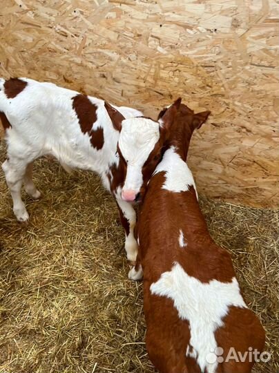 Телята доставка