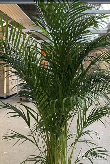 Пальма арека