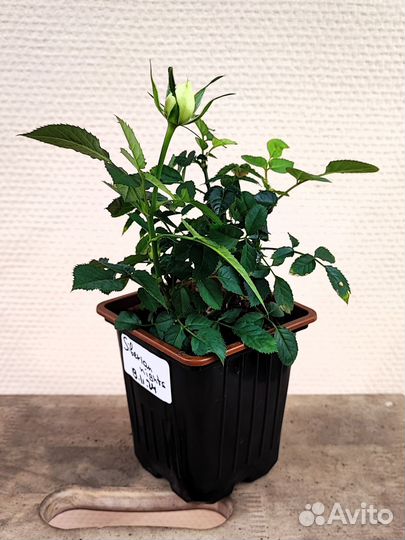 Роза домашняя Sibirian Nights в горшке, белая, кру