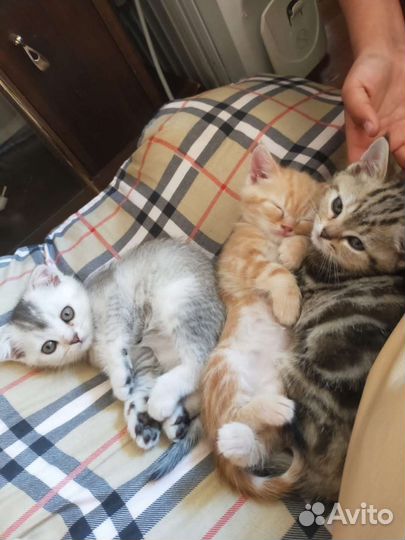 Шотландские вислоухие котята