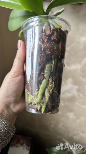 Орхидея фаленопсис